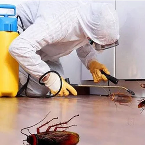 Bed Bugs Control Manufacturers in Patna